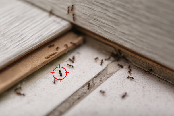 Best Emergency Pest Control  in K I Sawyer, MI